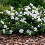 Gardeners Dream Gardenia Jasminoides