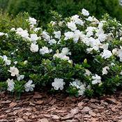 Gardeners Dream Gardenia Jasminoides Vergleich