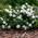 Gardeners Dream Gardenia Jasminoides