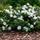 Gardeners Dream Gardenia Jasminoides