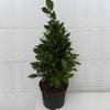 Gardener's Dream Echter Lorbeerbaum