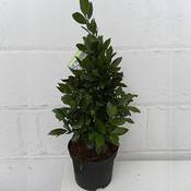 Gardener's Dream Echter Lorbeerbaum