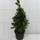 Gardener's Dream Echter Lorbeerbaum