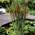 Bloomique Typha latifolia
