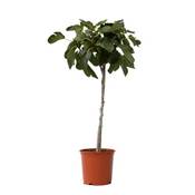 Plant in a Box Feigenbaum Vergleich