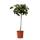 Plant in a Box Feigenbaum