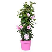 Bloomique Sandevilla Sundaville Vergleich