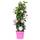 Bloomique Sandevilla Sundaville