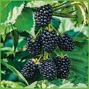 Garten Schlüter Brombeere Navaho