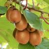Baumschule Wedrowski w Actinidia Jenny