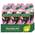 Palmolive Thermal Spa Silky Oil Duschgel