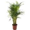 Gardeners Dream Areca Palme