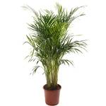 Gardeners Dream Areca Palme