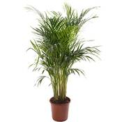 Gardeners Dream Areca Palme