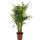 Gardeners Dream Areca Palme