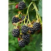Hello Plants Rubus Lochness Schwarze Brombeere Strauch Vergleich