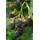 Hello Plants Rubus Lochness Schwarze Brombeere Strauch