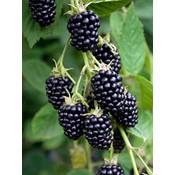 Hello Plants Rubus Fruticosus Black Satin Vergleich