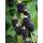 Hello Plants Rubus Fruticosus Black Satin
