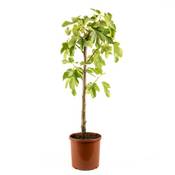 Meine Orangerie Feigenbaum