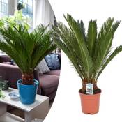 Happy Plants Cycas Revoluta Vergleich