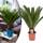 Happy Plants Cycas Revoluta