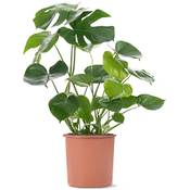 Gardener's Dream Monstera Deliciosa Vergleich