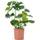 Gardener's Dream Monstera Deliciosa