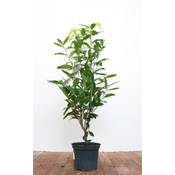 Plantapro Prunus laurocerasus Genolia