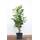 Plantapro Prunus laurocerasus Genolia
