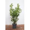 Plantapro Kirschlorbeer Genolia