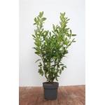 Plantapro Kirschlorbeer Genolia