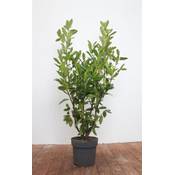 Plantapro Kirschlorbeer Genolia