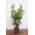 Plantapro Kirschlorbeer Genolia