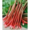 Plantapro Rheum rhabarbarum 'Victoria'