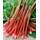 Plantapro Rheum rhabarbarum 'Victoria'
