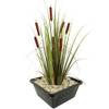 S Vd Velde Typha Latifolia