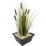 S Vd Velde Typha Latifolia