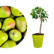 Meine Orangerie Zwergbirne