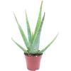 BAKKER Aloe-vera-Pflanze