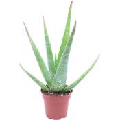 Bakker Aloe-vera-Pflanze Vergleich