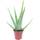Bakker Aloe-vera-Pflanze