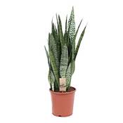 BAKKER Bogenhanf Sansevieria zeylanica Vergleich