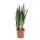 BAKKER Bogenhanf Sansevieria zeylanica
