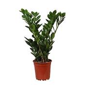 Bakker Zamioculcas zamiifolia Vergleich