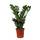 Bakker Zamioculcas zamiifolia