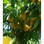 Baldur Garten Pfirsich-Aprikosenbaum Honeymoon