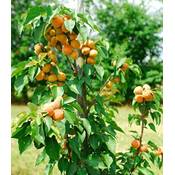 Baldur Garten Aprikosenbaum Prunus armeniaca Vergleich