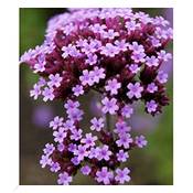 Baldur Garten Argentinisches Eisenkraut Vergleich