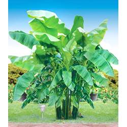 Baldur Garten Bananenbaum Musa basjoo